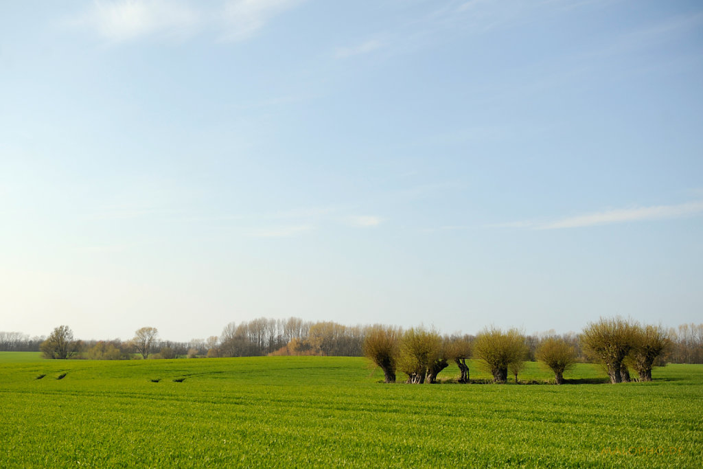 Ringweiden