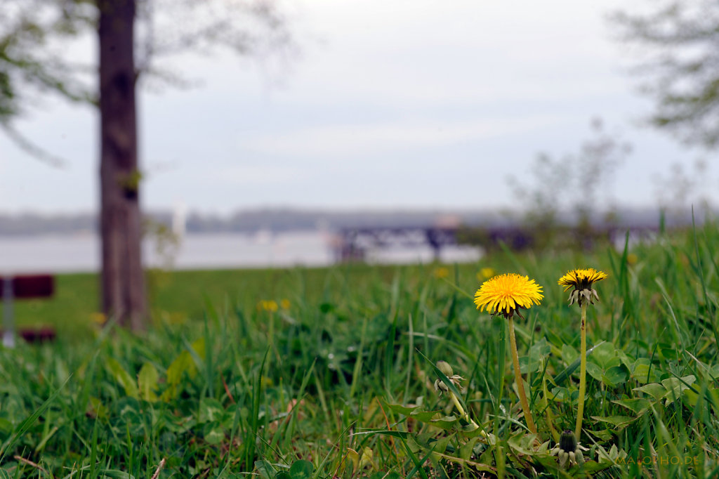 Blumen statt Kanonen