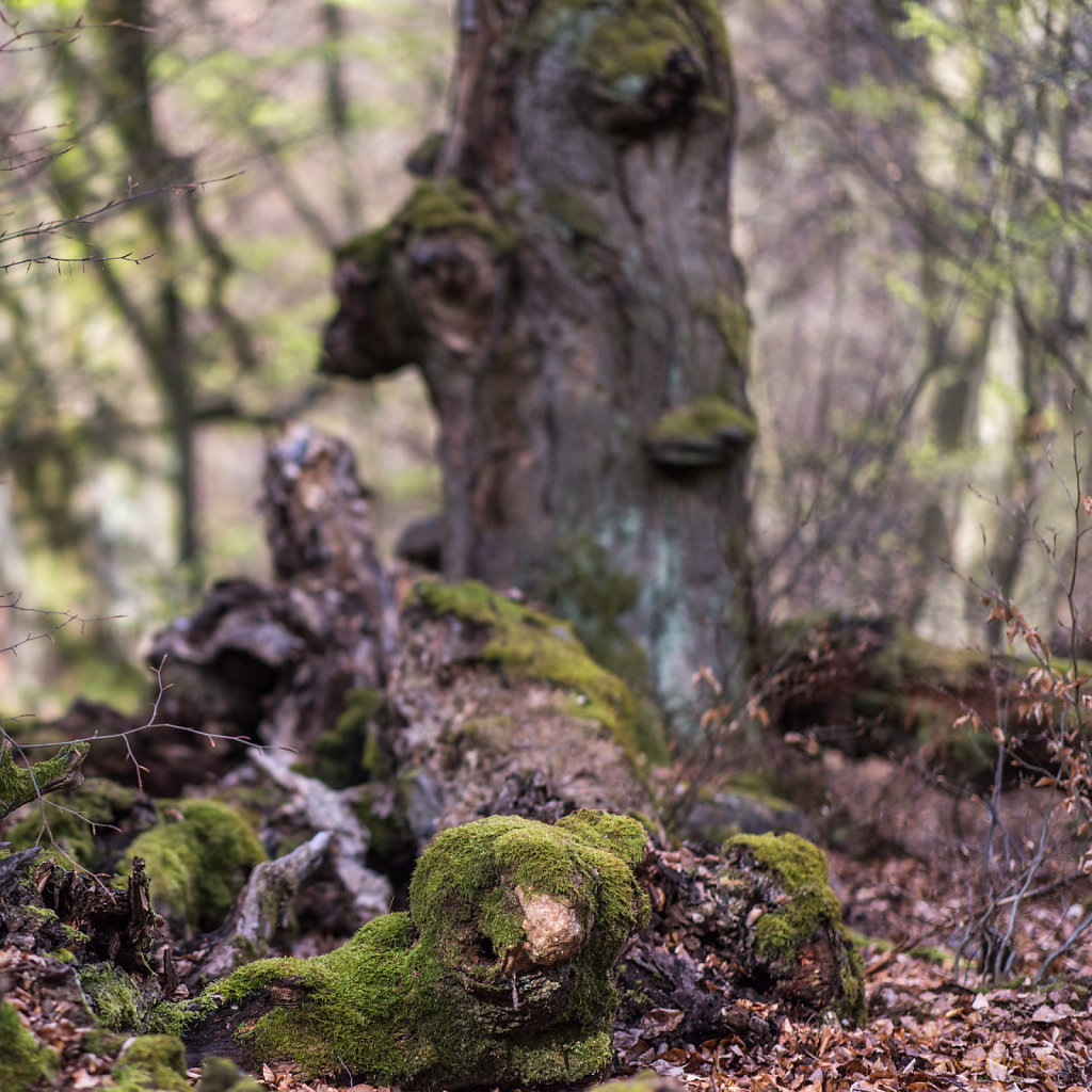 Tier im Wald