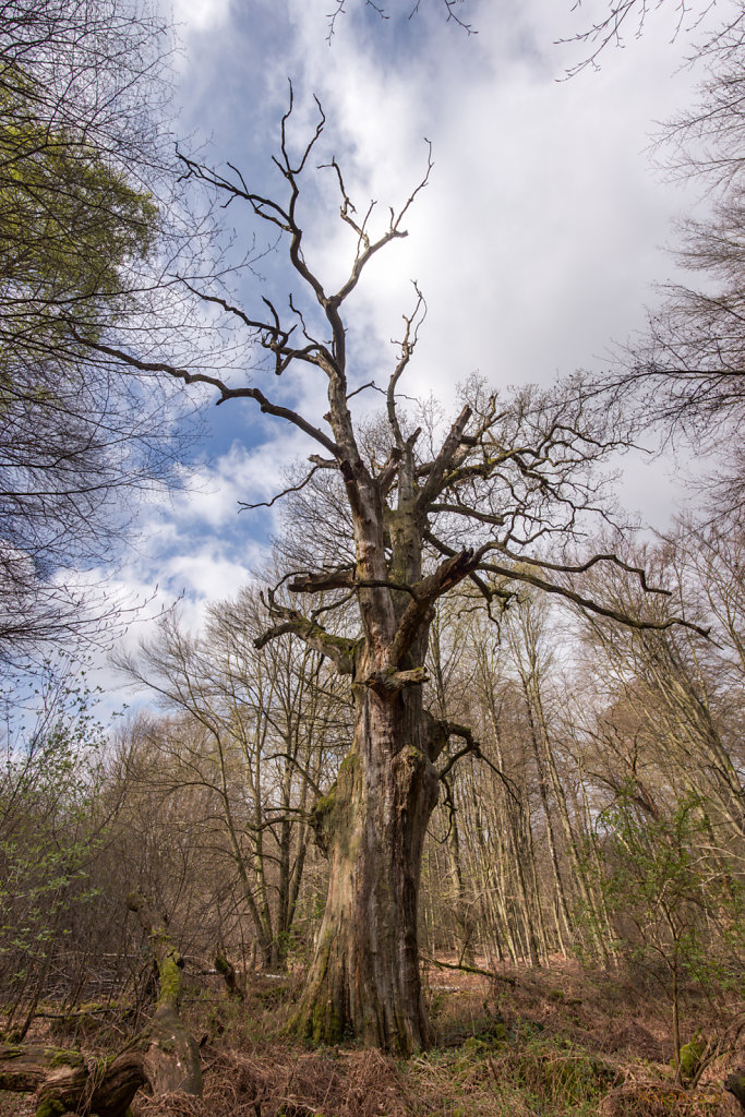 Alter Baum Pano