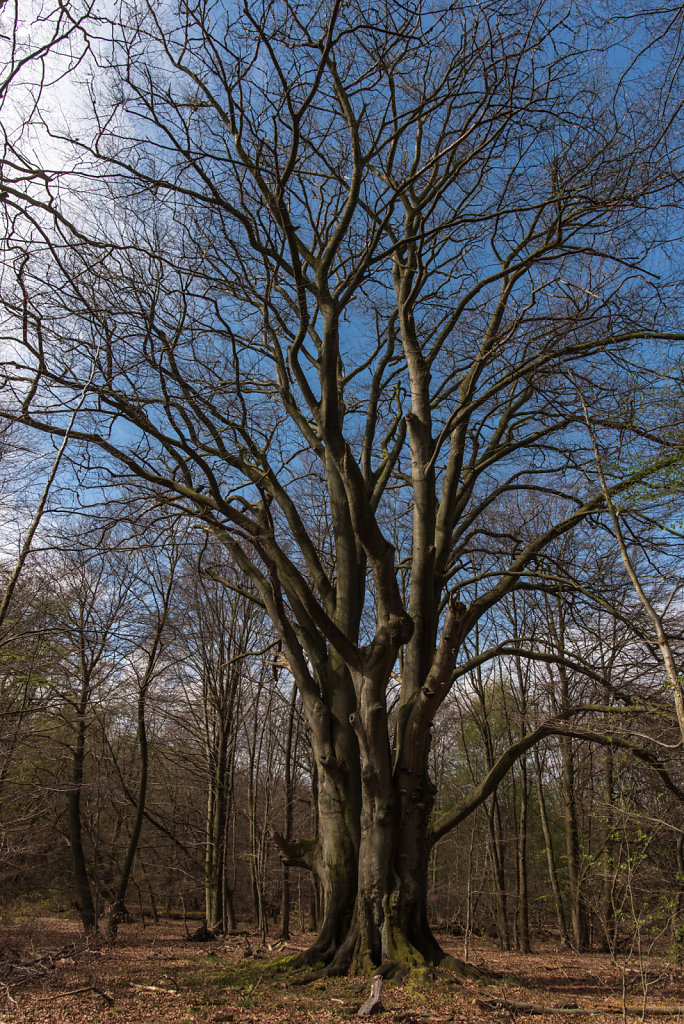 Mitten im Wald