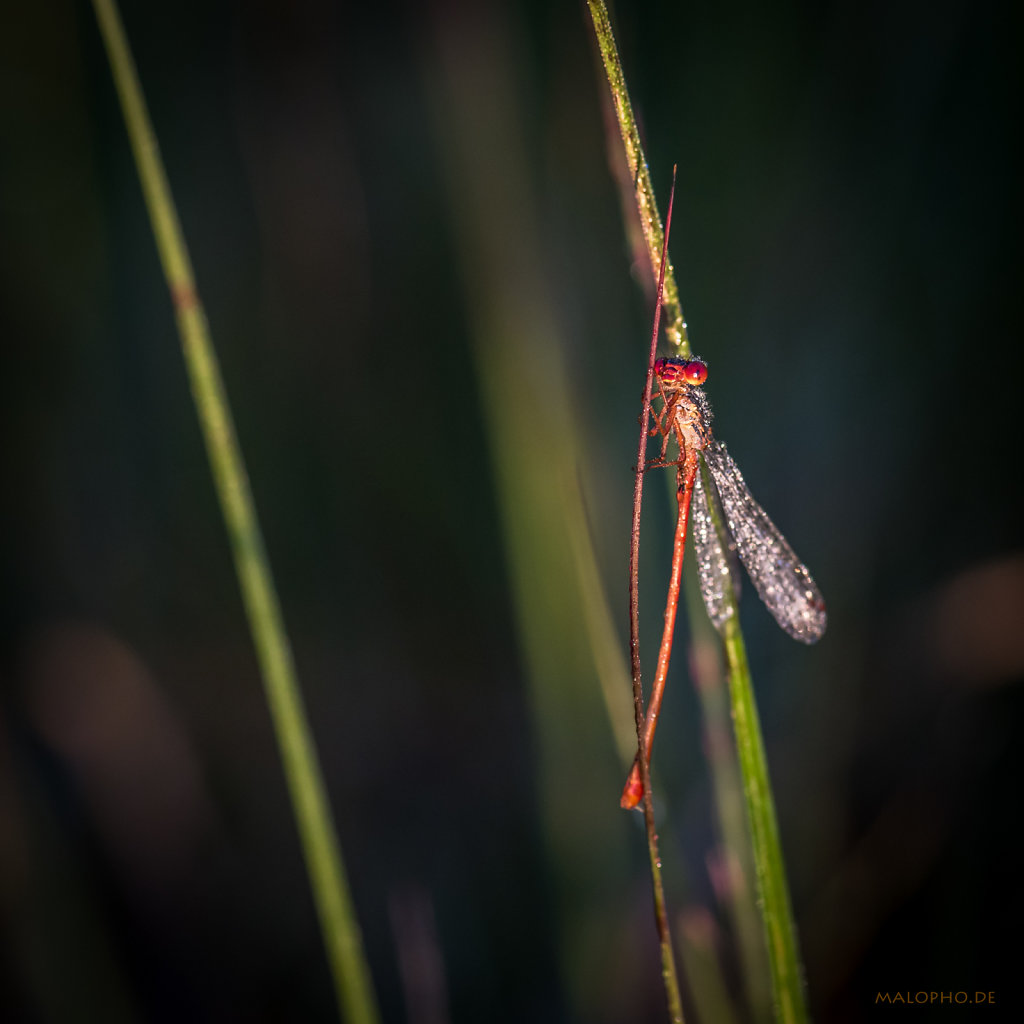 Feuerlibelle-1