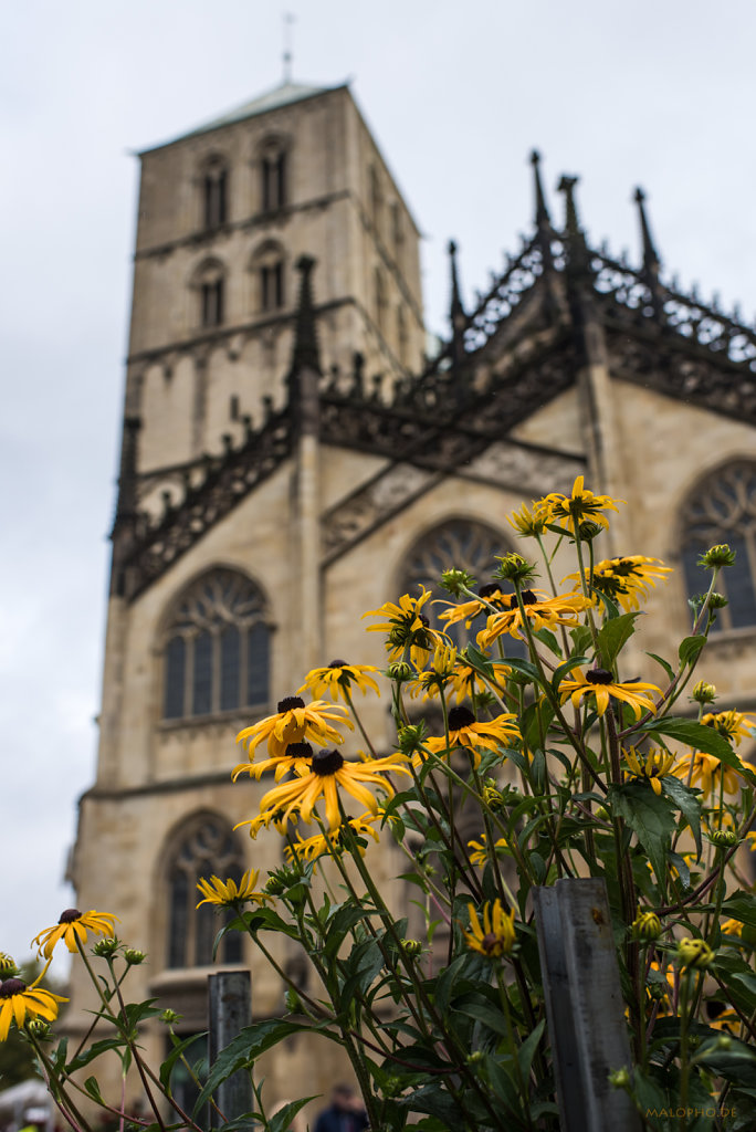 Domblumen-1