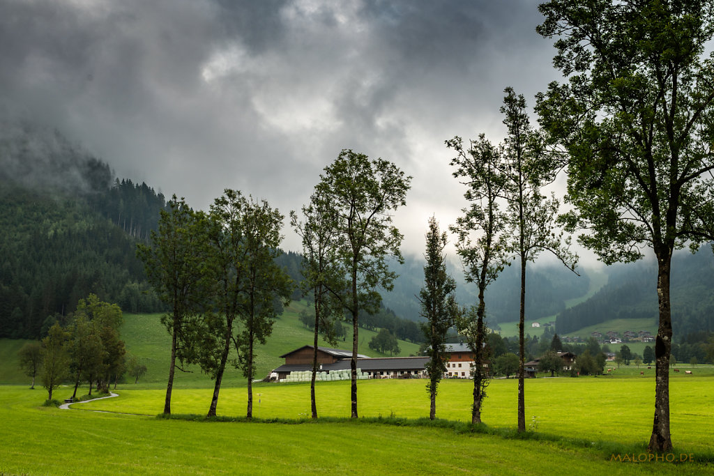 Baumreihe Wengerau