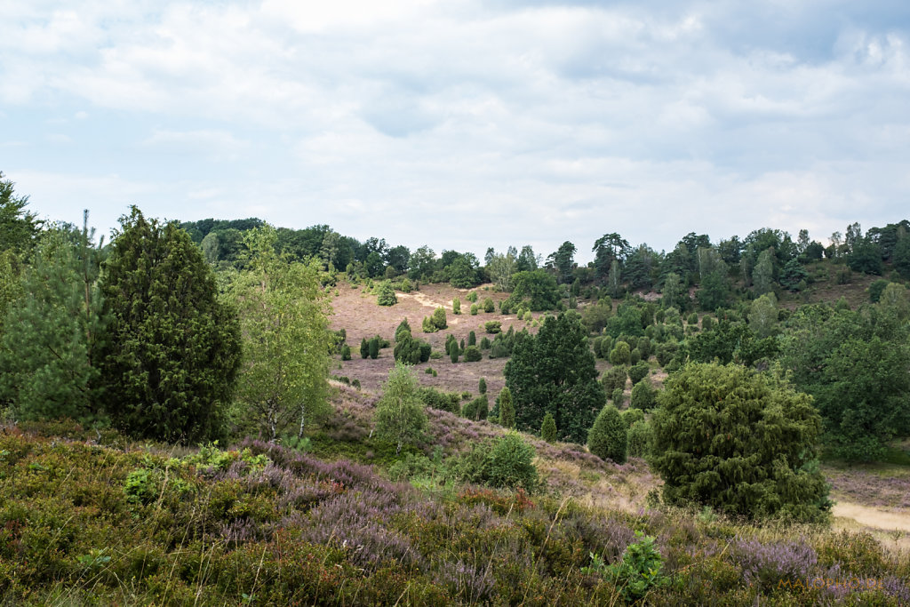 Lüneburger Heide 2019