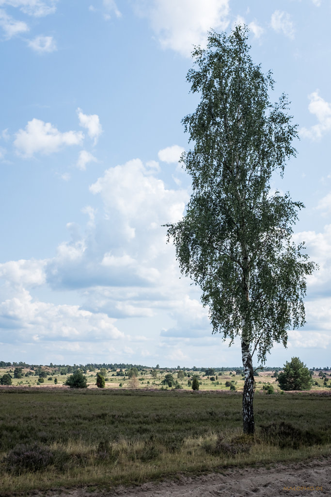 Heide