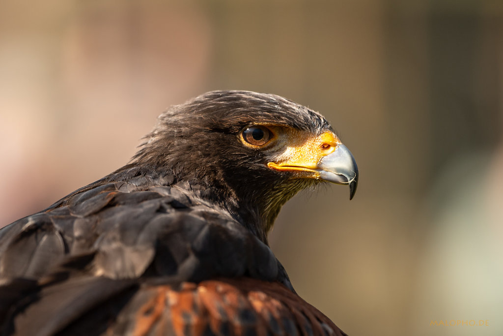 Wüstenbussard