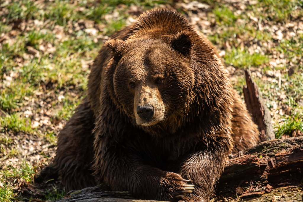 Braunbär