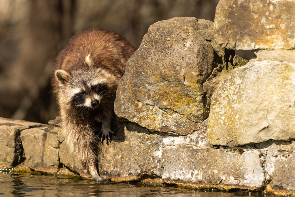 Waschbär