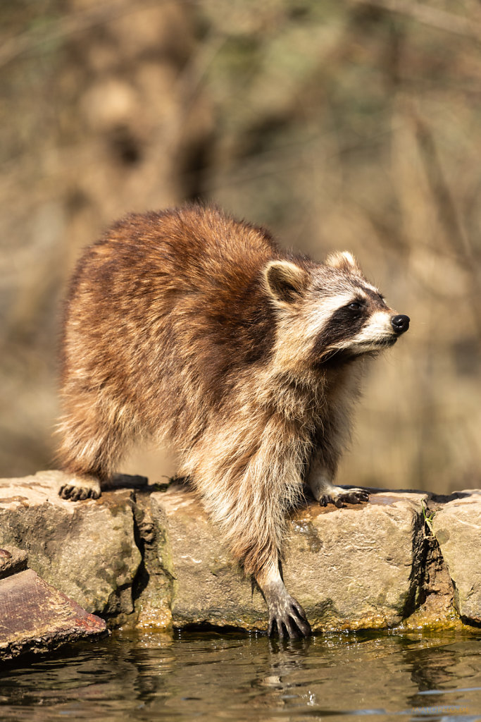 Waschbär