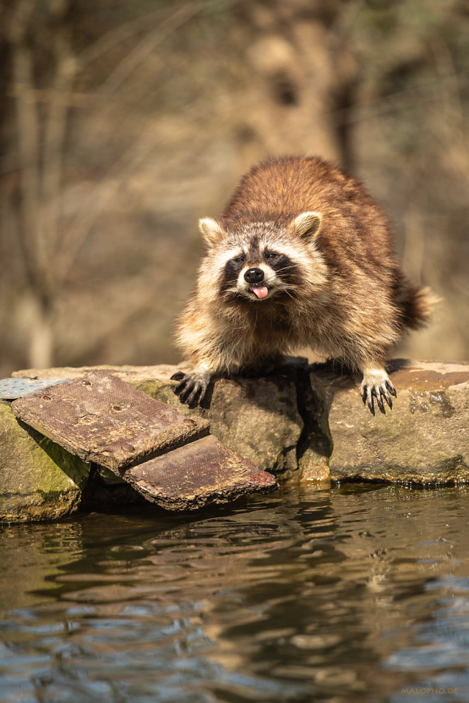 Waschbär