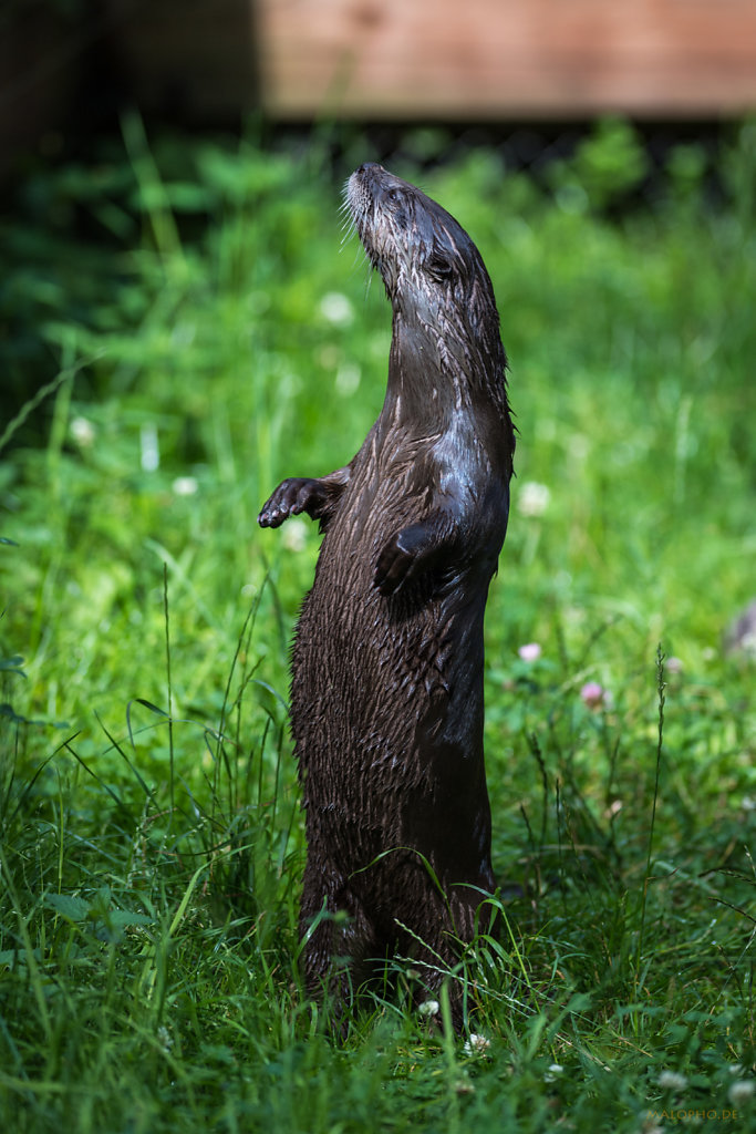 Otter