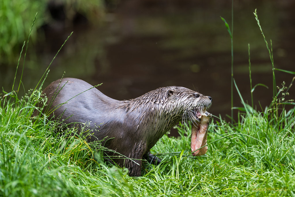 Otter