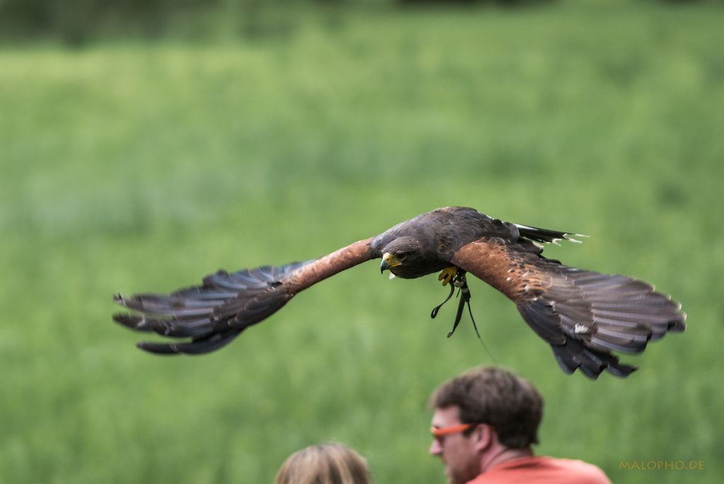 Wüstenbussard