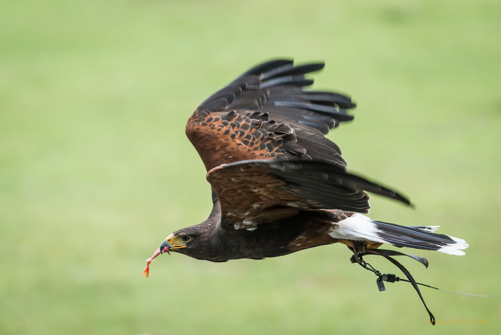 Wüstenbussard