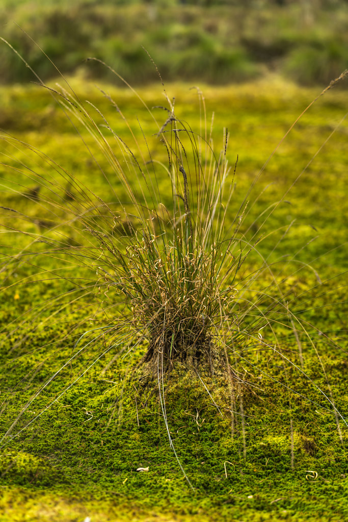 Tister Moor