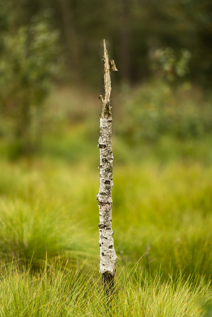 Tister Moor