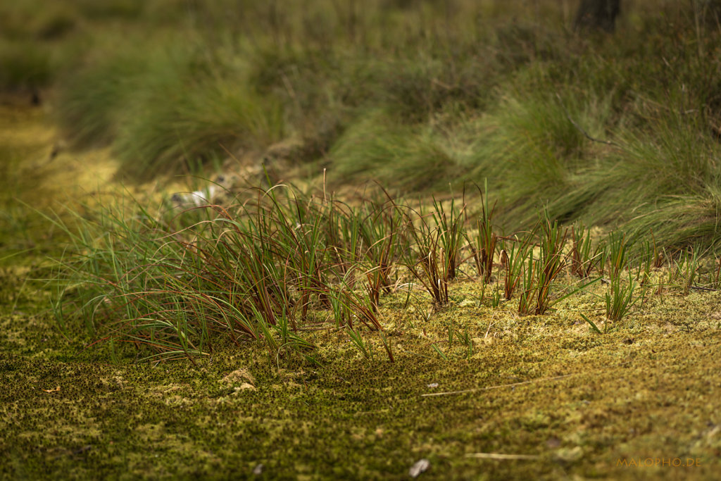 Tister Moor