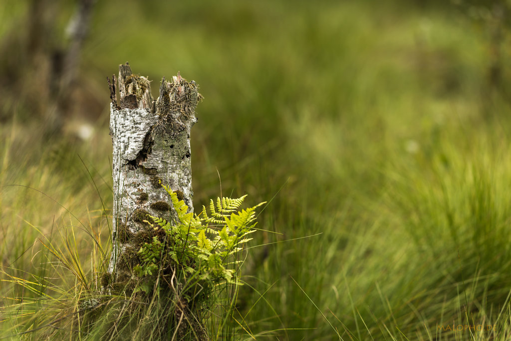 Tister Moor