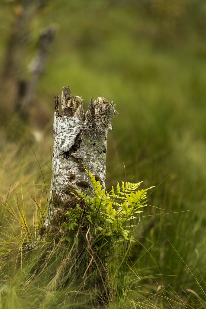 Tister Moor