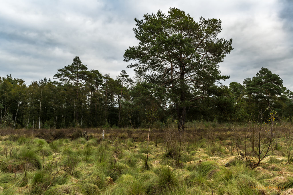 Tister Moor