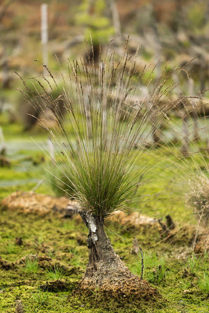 Tister Moor