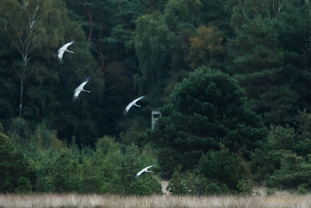 Tister Moor