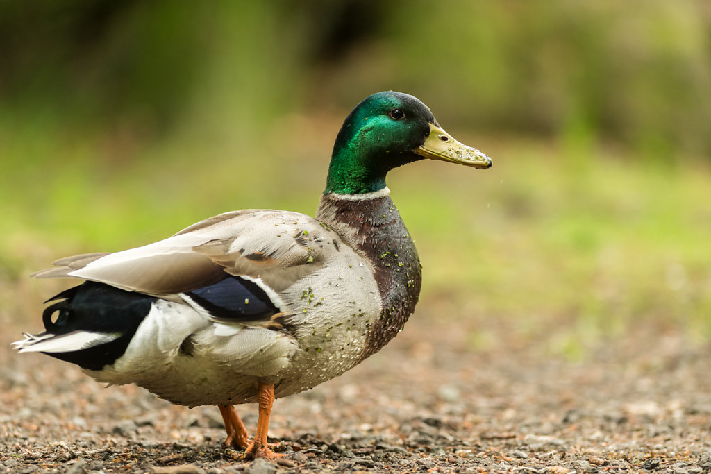 Ente