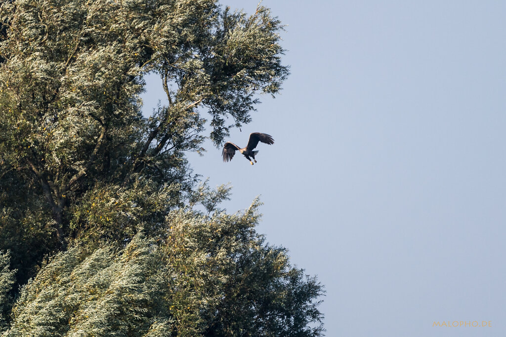 Pommersche Adler