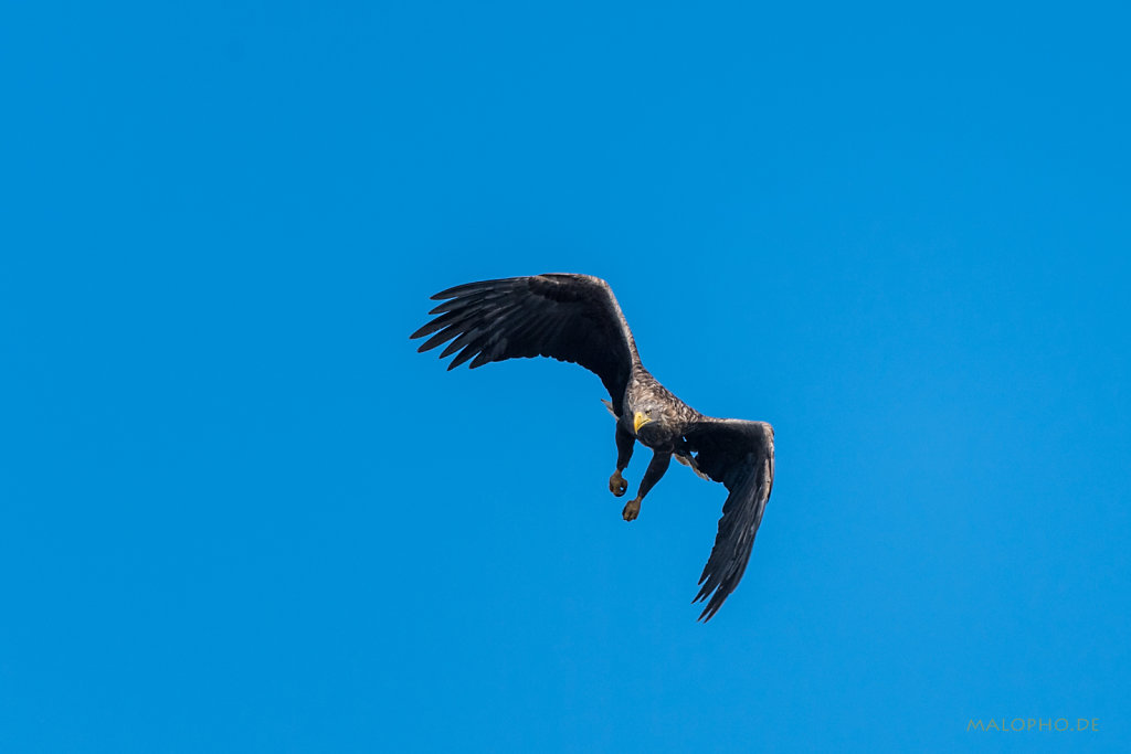 Pommersche Adler