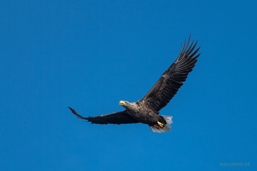 Pommersche Adler