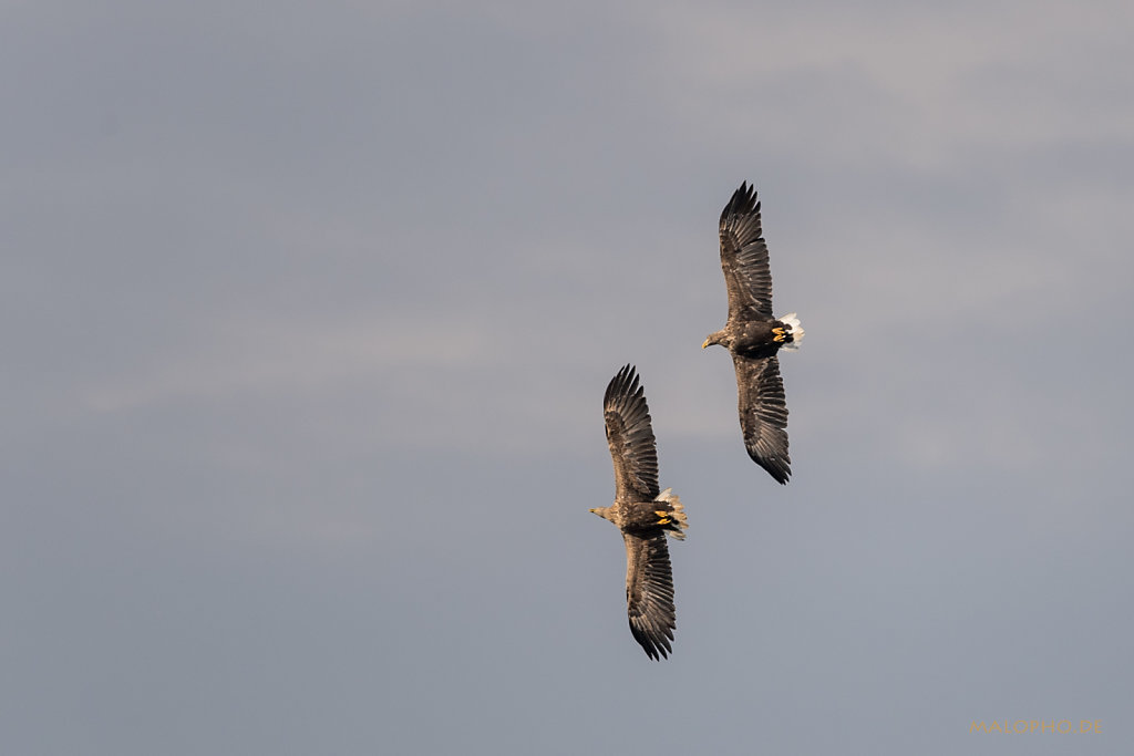 Pommersche Adler