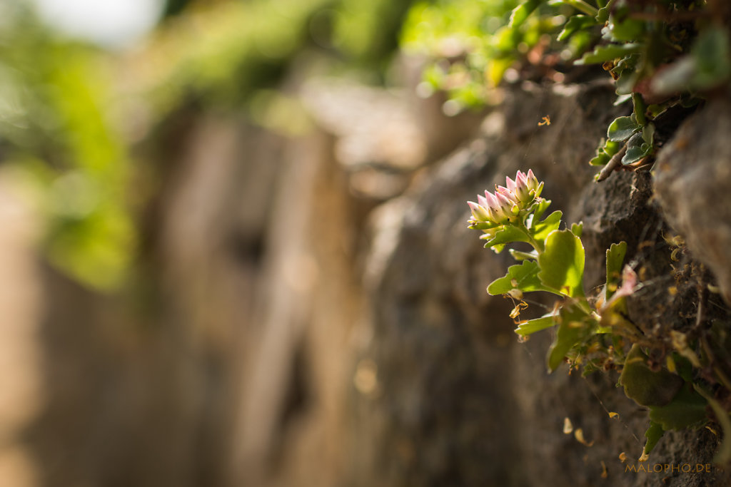 Mauerblüte