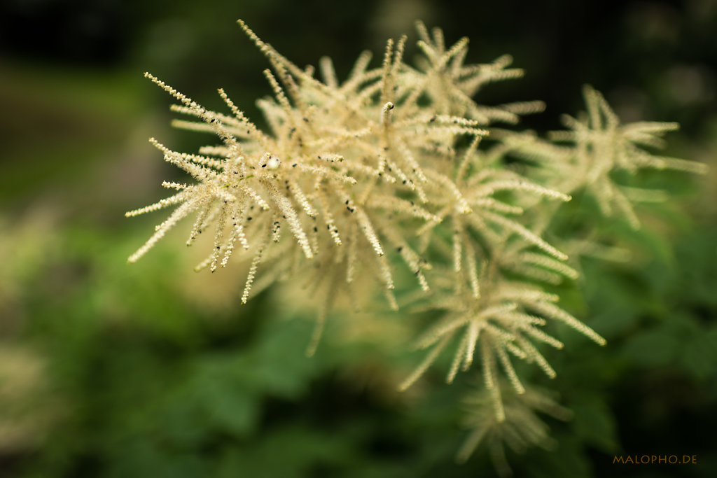 Welche Blüte