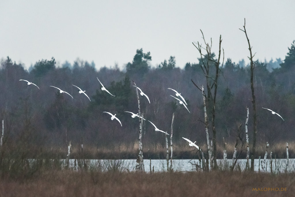 Schwanenflug