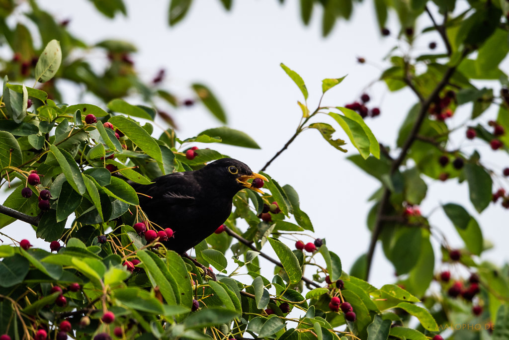 Kirsch Amsel