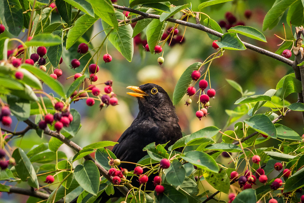 Kirsch Amsel