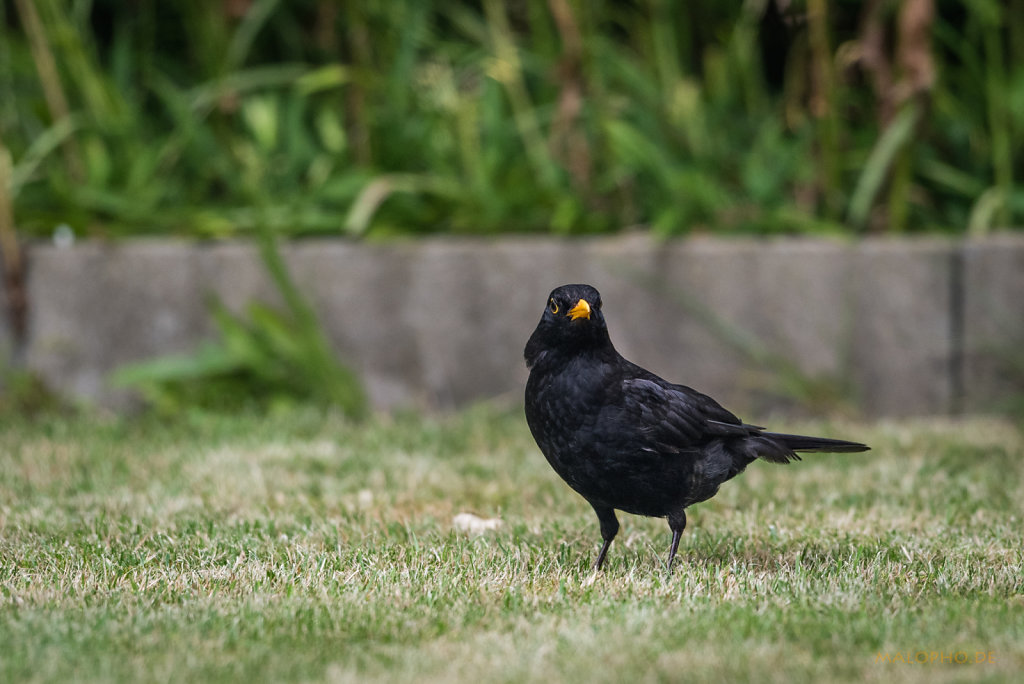 Amsel