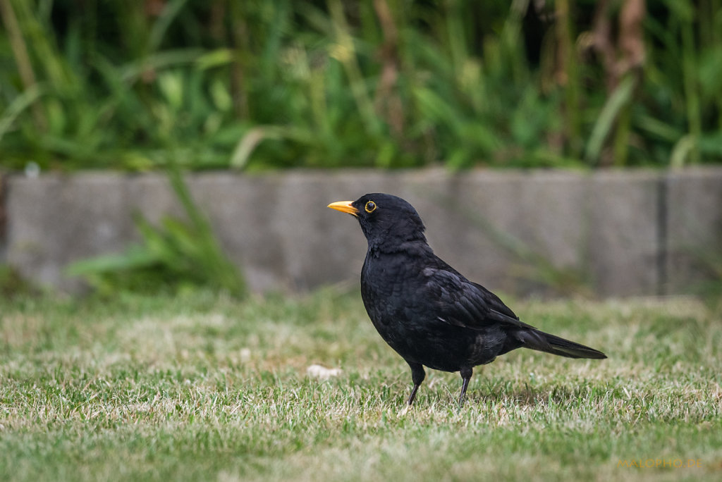 Amsel