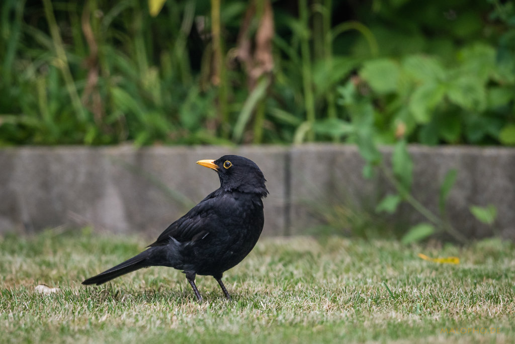 Amsel