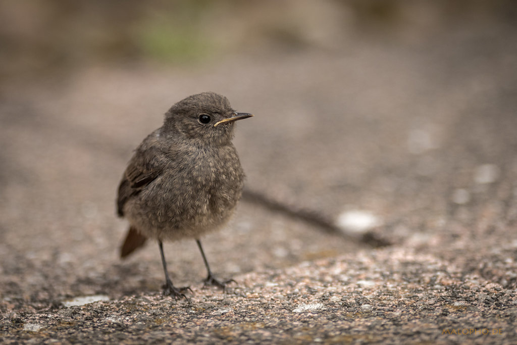 Gartenvögel