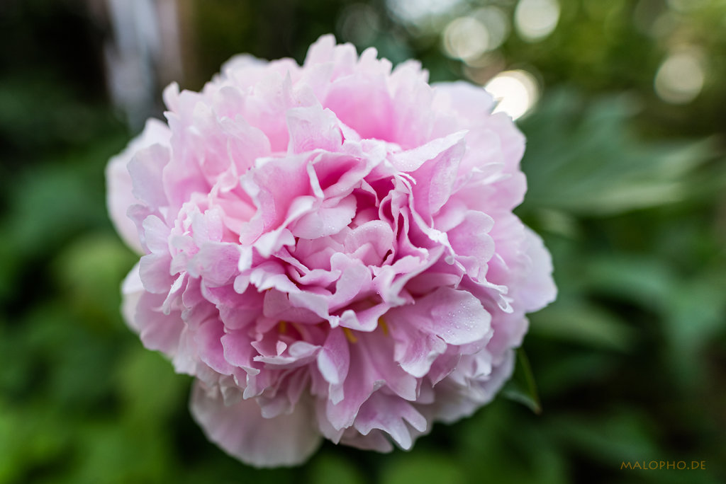 Gartenrose Rosa