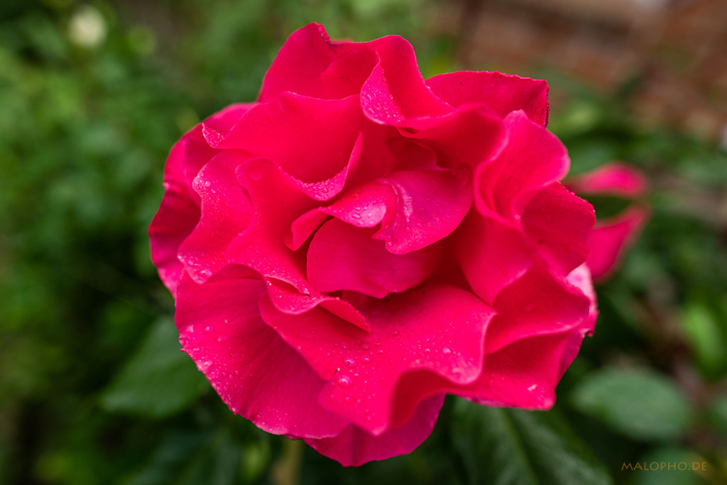 Gartenrose Rot