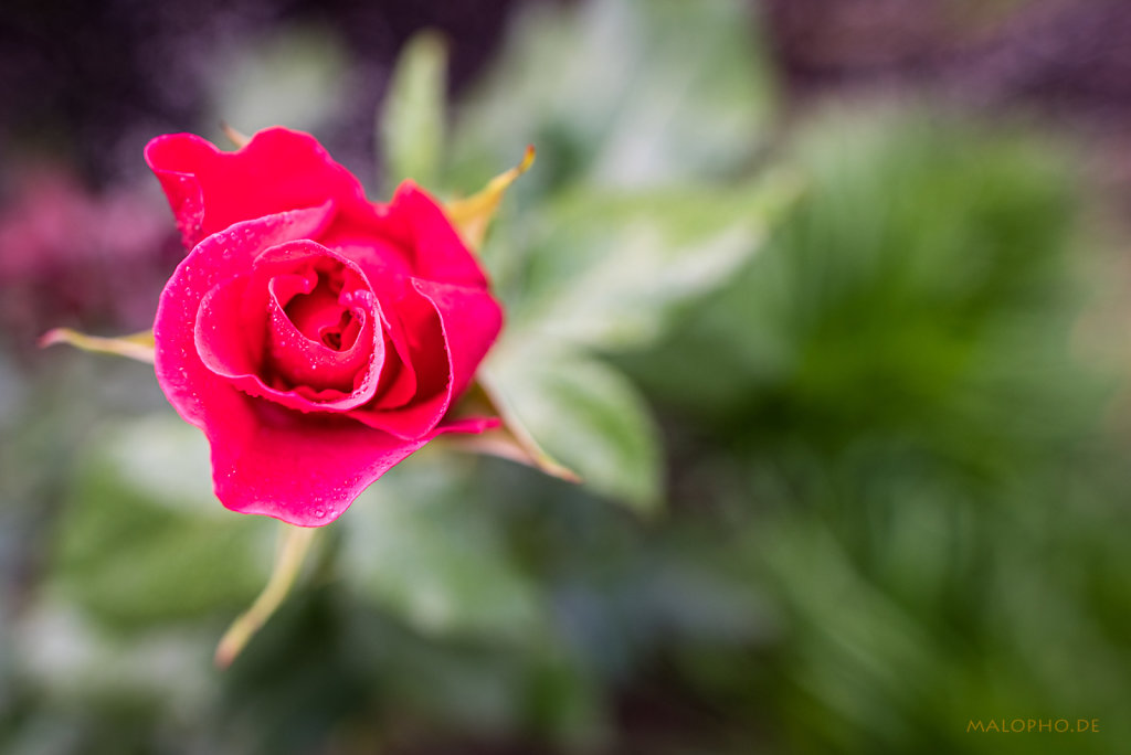 Gartenrose Rot