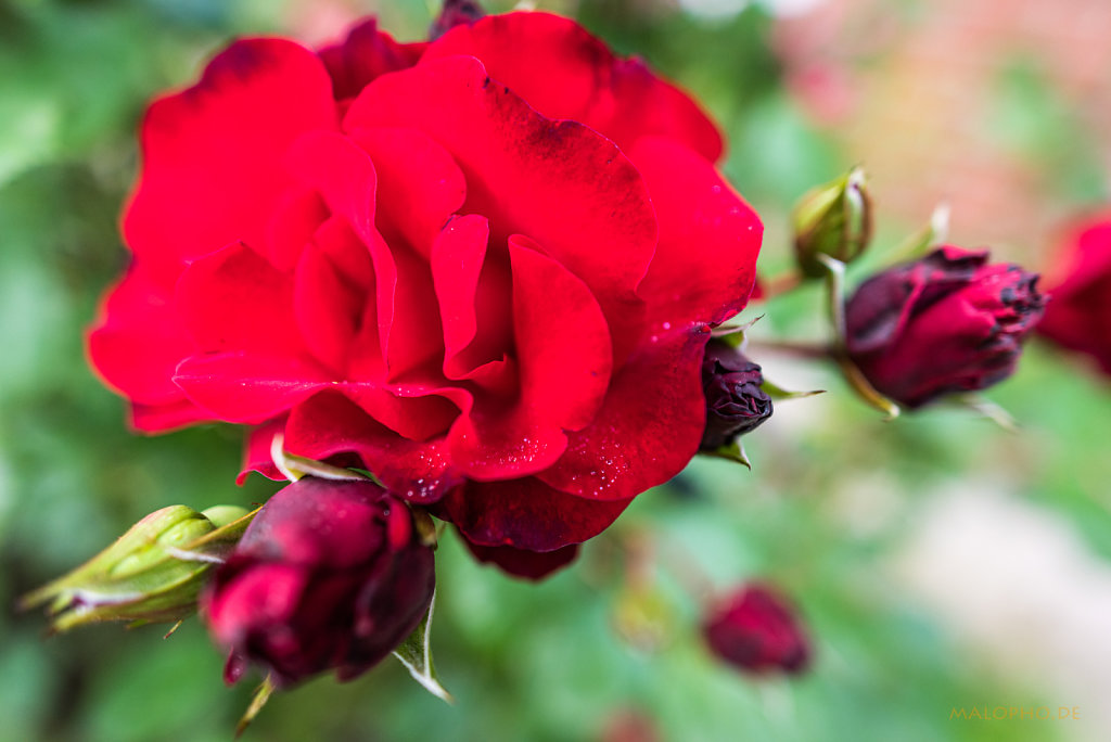 Gartenrose Rot
