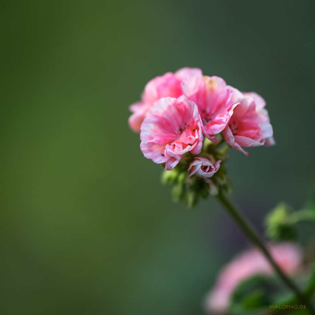 Gartenrose Rosa