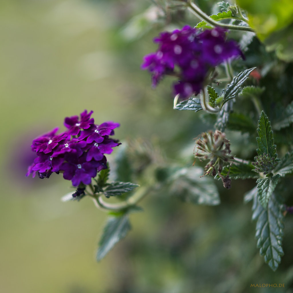 Gartenblüte