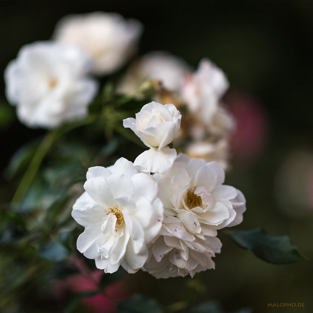 Gartenrose Weiß
