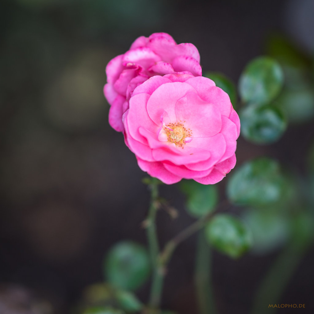 Gartenrose Rosa