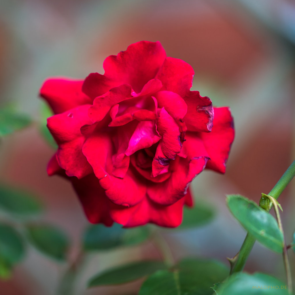 Gartenrose Rot